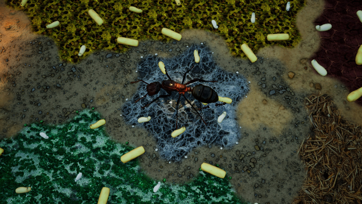 Empires of the Undergrowth - Exploding Ants  for sale in Emirates from Games2all