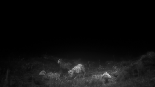 Daemonologie  for sale in Emirates from Games2all